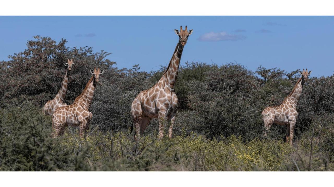 Sandune Game Lodge Gobabis Eksteriør billede
